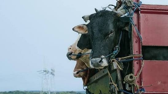 MP's Ratlam Cow Slaughter Case: Three Men Booked After Pregnant Animal Goes Missing From Farmer's House