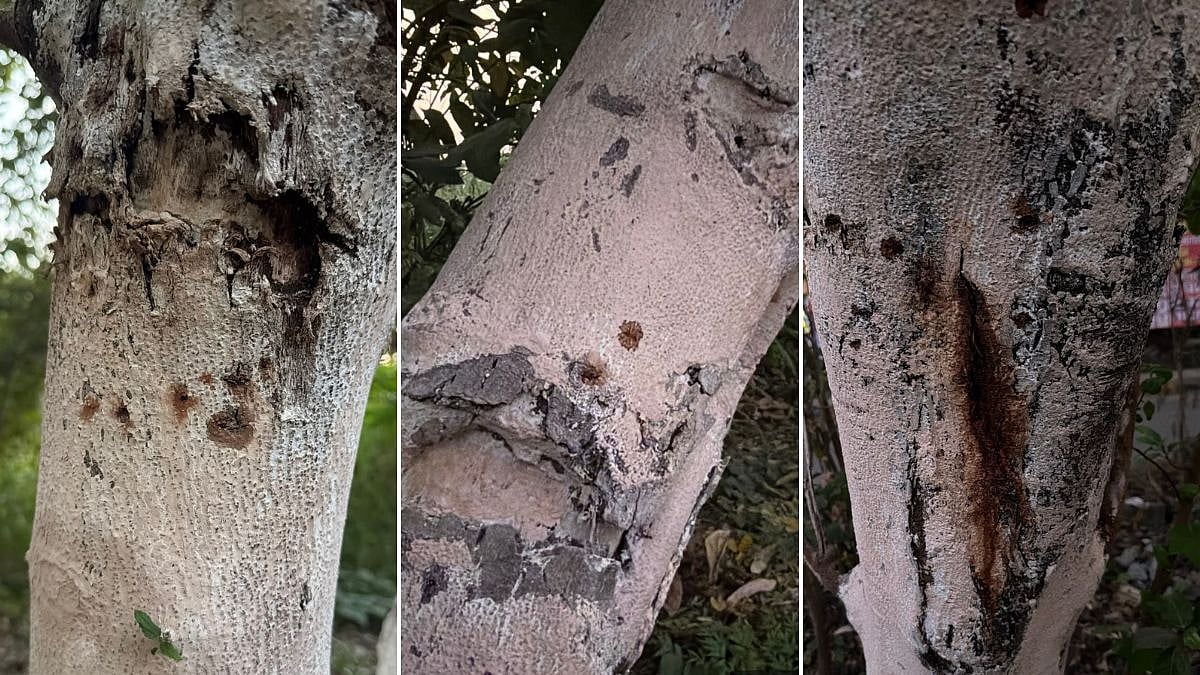 Navi Mumbai: Centre Orders Probe Into Suspected Poisoning Of Over 25 Mature Trees In Belapur; Activists Allege Deliberate Damage