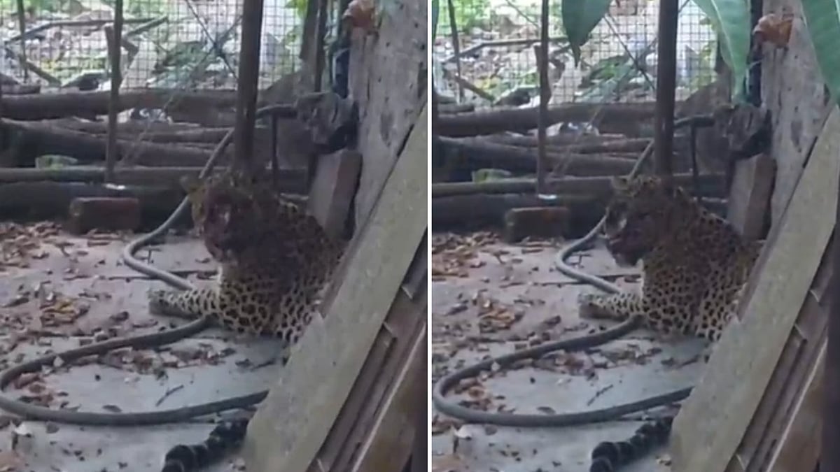 Leopard Spotted Near Crescent Water Park In Indore, Residents Panic Over Reports Of Injuries | VIDEO