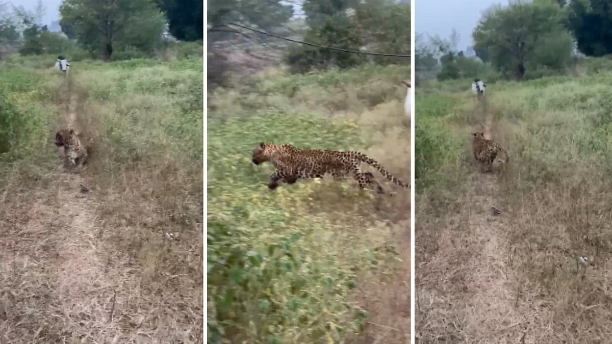 Injured Leopard Evades Capture For Second Day Near Indore Bypass; Panic Grips Umariya Khurd Village | VIDEO