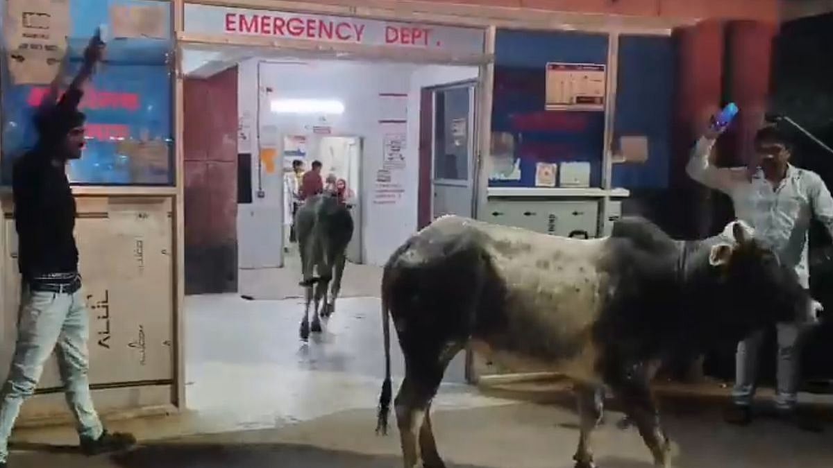 Two Stray Bulls Enter Emergency Ward In Mahoba Government Hospital, Patients Flee In Fear | VIDEO 