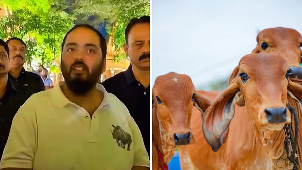 'My Men Save Cows From 2-3 States Which Legally Allow Butchering': Anant Ambani Reveals Taking Care Of 9 Lakh Gau Maatas, Wins Hearts | VIDEO VIRAL