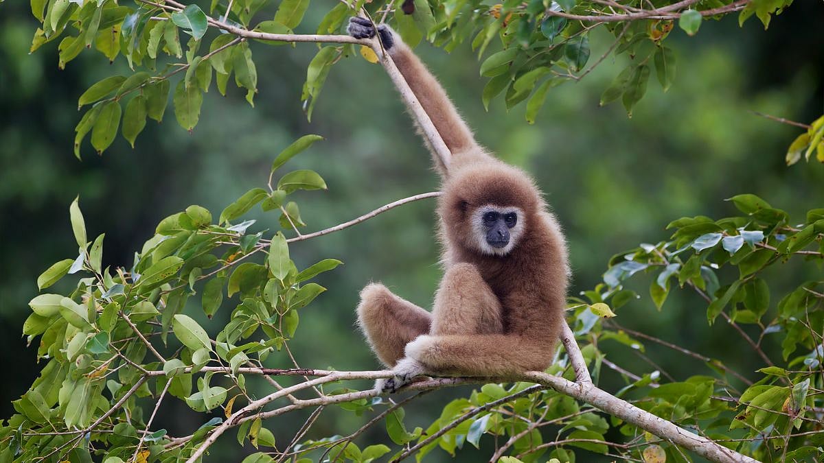 India Emerges As Major Destination For Gibbon Trafficking As TRAFFIC Report Reveals 86 Seizures Across 33 Incidents Since January 2024