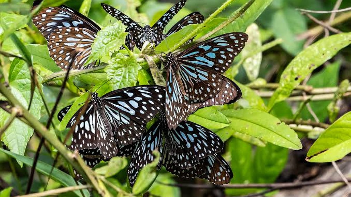 Tamil Nadu Witnesses Annual Butterfly Migration As Blue Tigers Move Towards Western Ghats