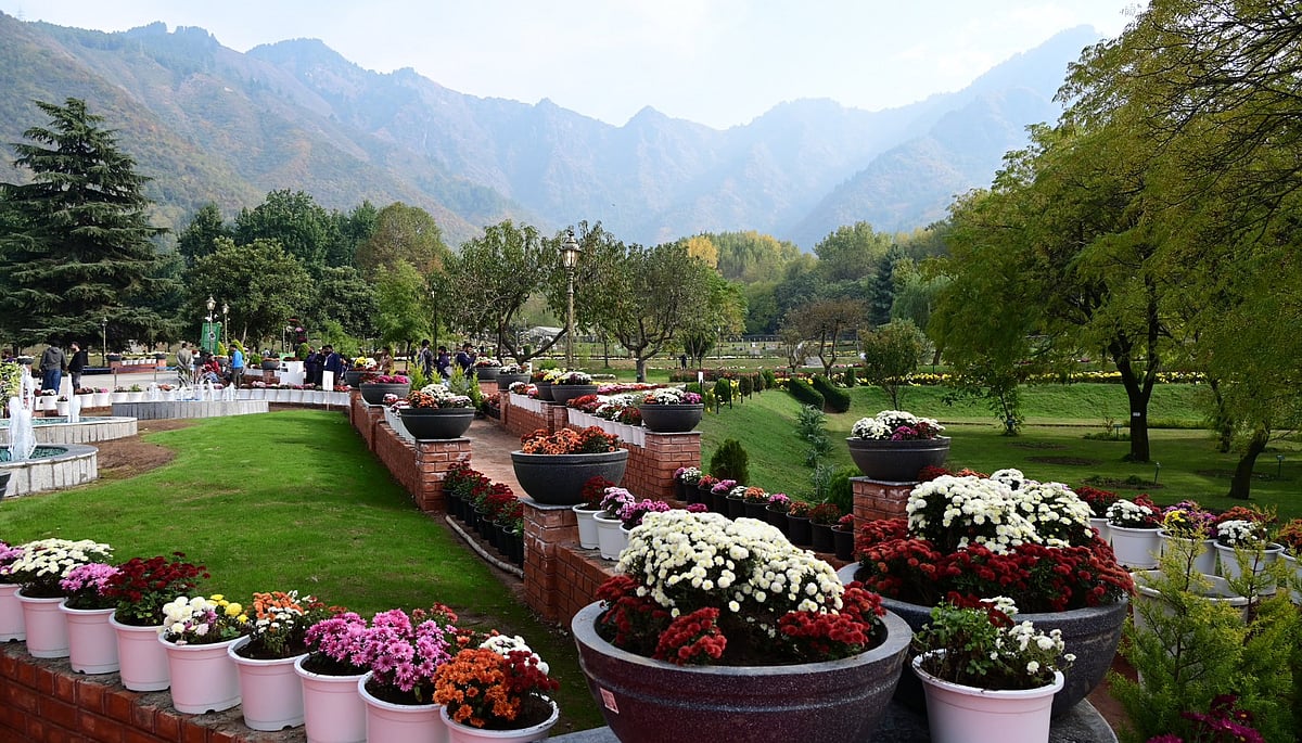 Srinagar’s New Chrysanthemum Garden Adds Colour To Autumn Tourism; What’s Special About Bagh-e-Gule-Dawood