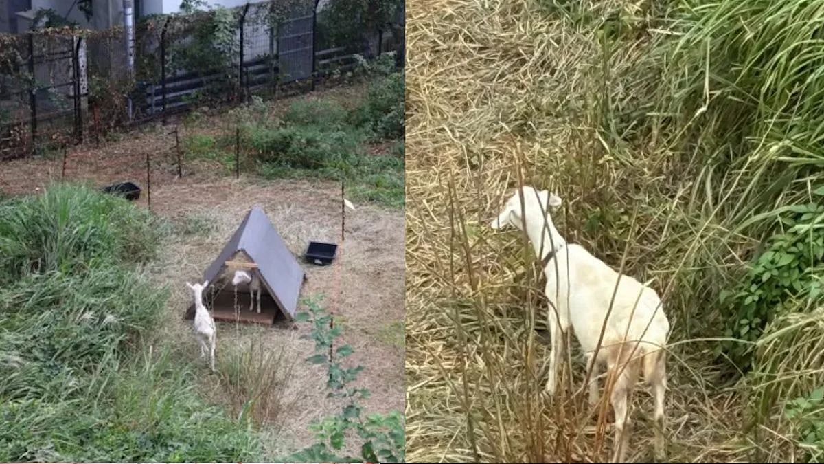 Tokyo’s Yotsuya Station Hires Two Goats To Eat Overgrown Weeds - VIDEO 