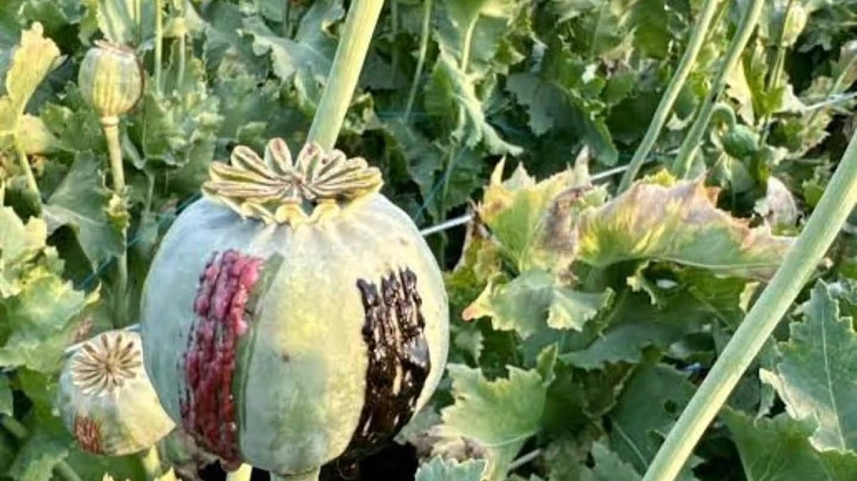 MP’s Mandsaur Opium Farmers Get Relief As Centre Announces New Poppy Cultivation Policy For 2026-27, Revises Licensing And Morphine Yield Rules