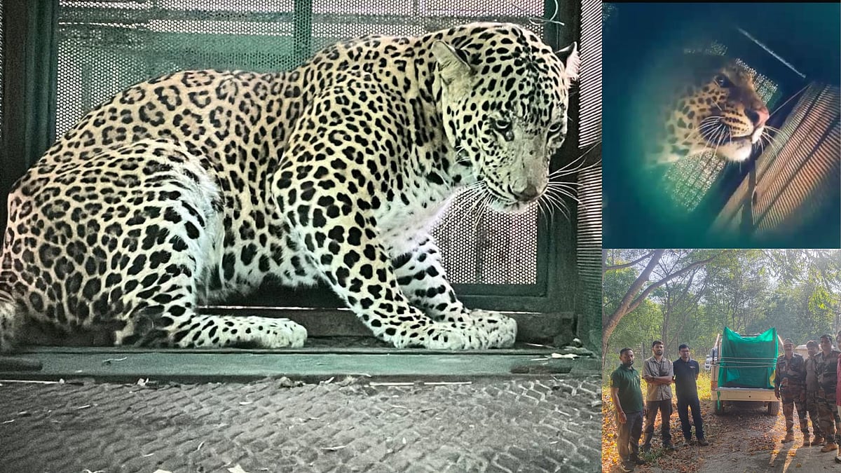 Injured Leopard Takes Bait; Tapped Near Crescent Water Park In Umariya Khurd | Watch Video