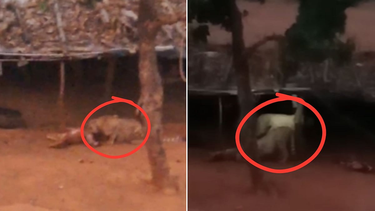 Two Cheetahs Stray Into Sheopur Village, Kill Two Calves; Couple Narrowly Escapes | VIDEO