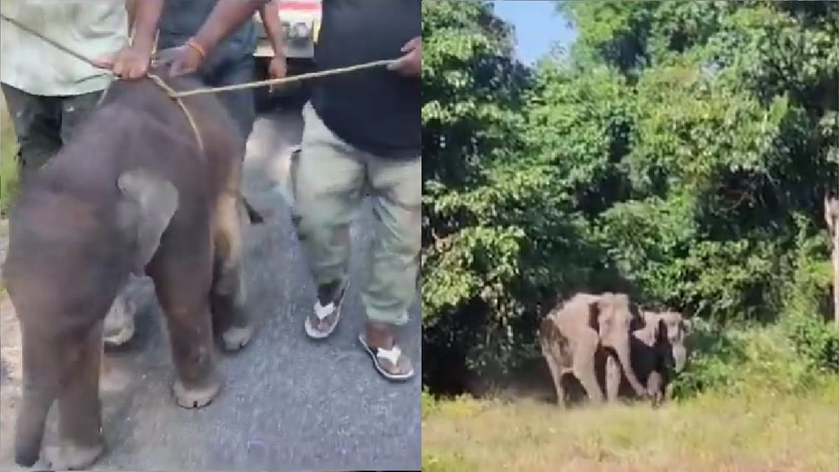 Elephant Calf Reunites With Mother After 7-Hour Search In Kurseong, IFS Parveen Kaswan Shares Heartwarming Video- WATCH 