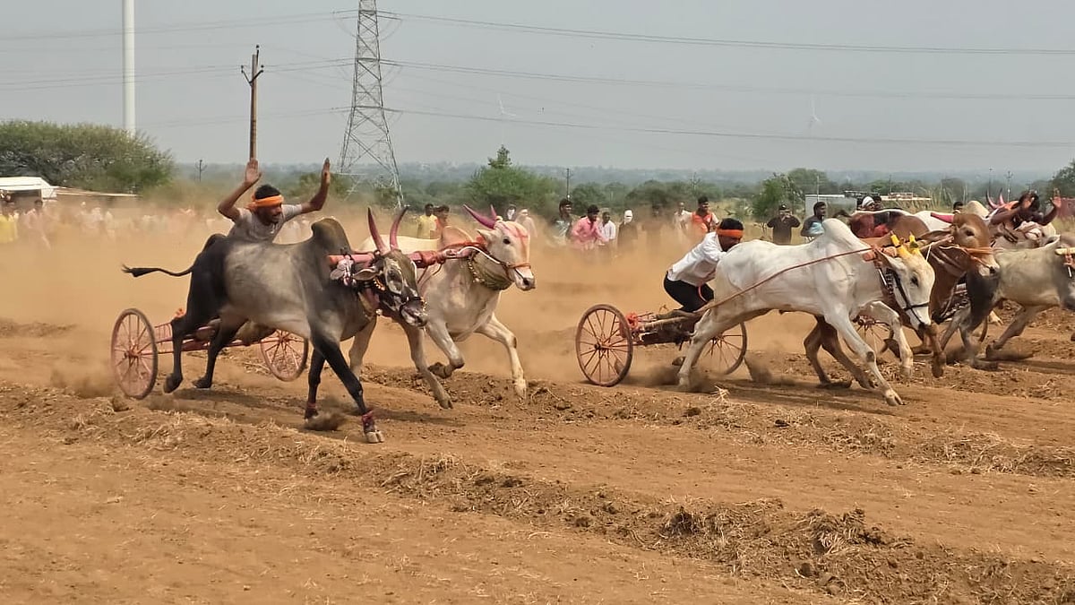 Over 350 Bullock Carts Compete In High-Stakes Race At Limbaganesh In Beed Tehsil