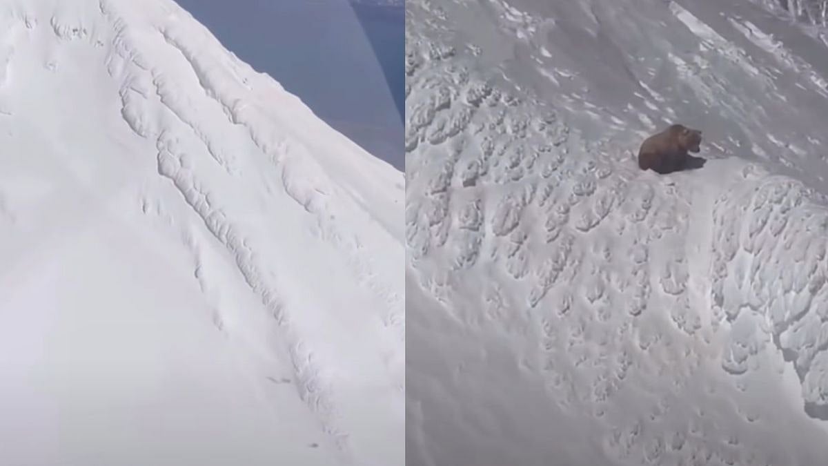 Large Grizzly Bear Spotted Alone On Snow-Covered Alaskan Volcano At 7,200 Feet - WATCH 