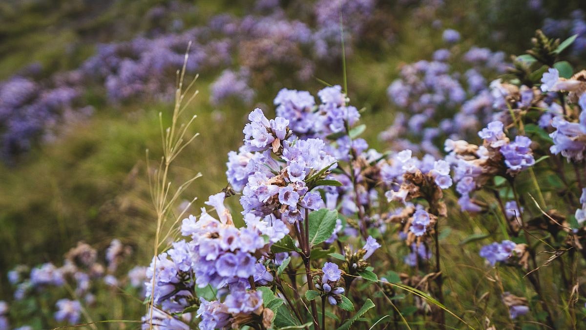 Neelakurinji Blooms
