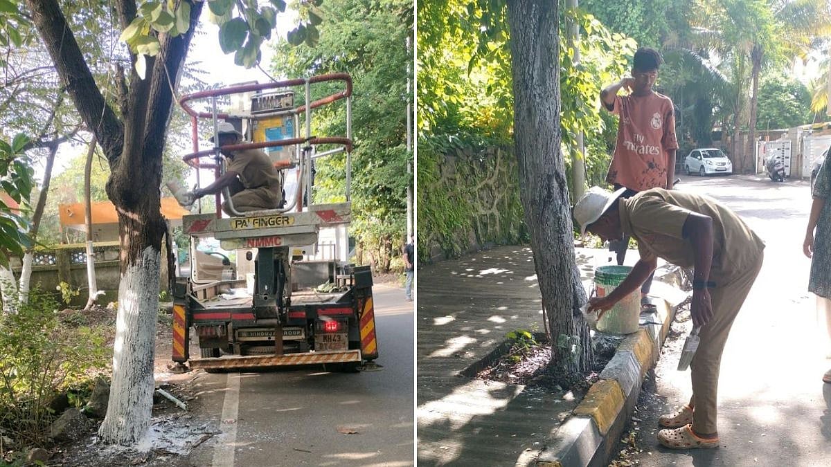 Navi Mumbai: NMMC Finds No Evidence Of Tree Poisoning In Kille Gaothan, CBD Belapur; Experts Cite Natural Healing Process