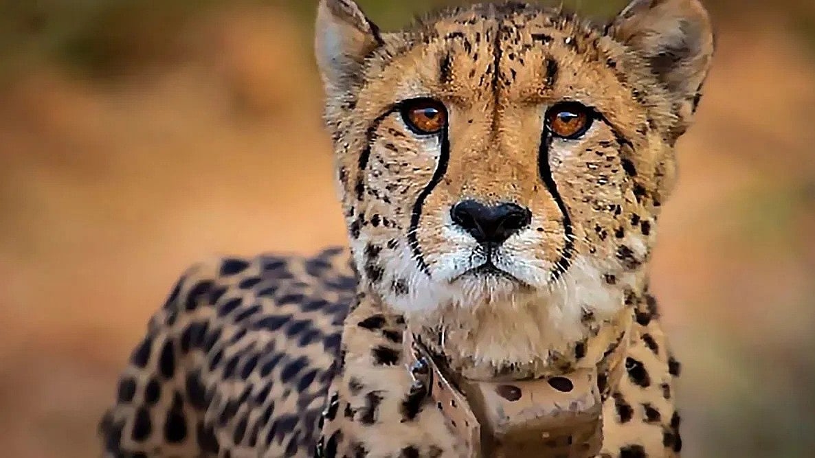 Kuno Cheetah Nirva's 19-Month-Old Cub Found Injured In Morena's Poaching-Sensitive Area, Forest STF Probes Possible Attack