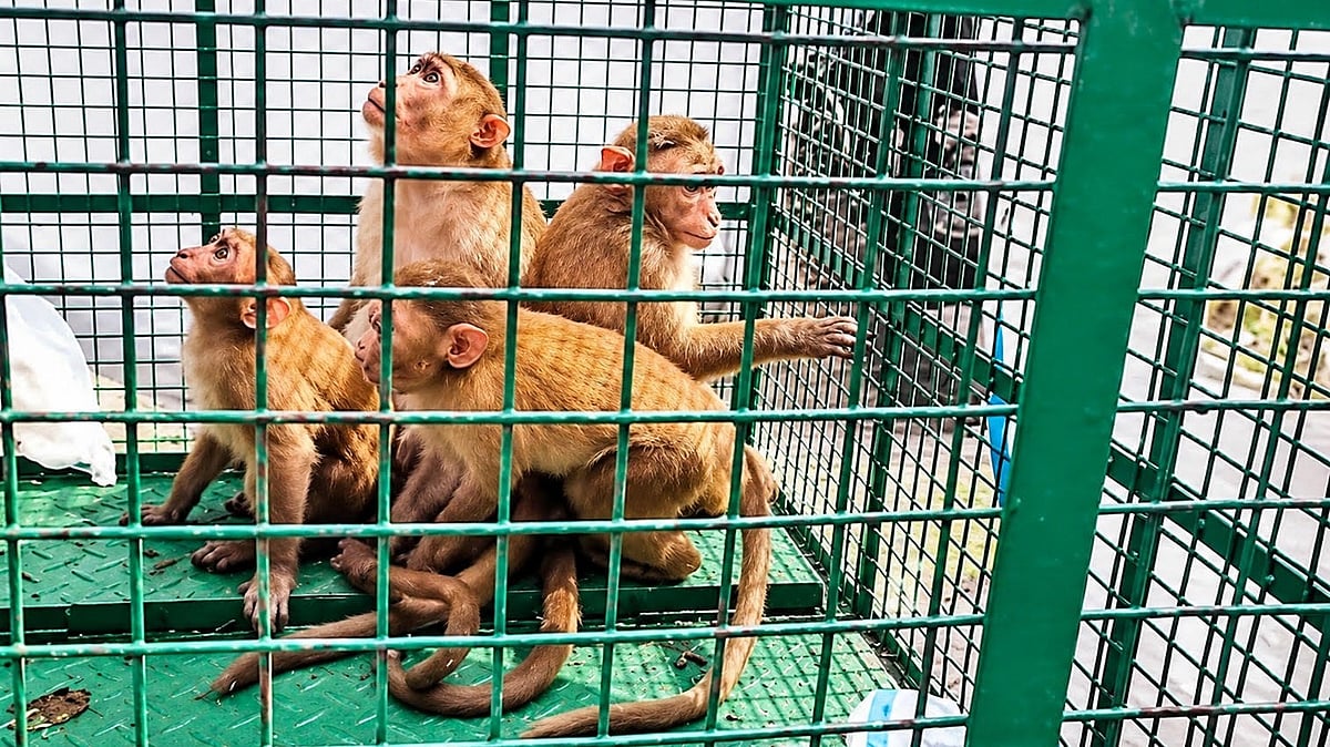 Nashik: Monkeys To Be Caged In Trimbakeshwar Ahead Of President Droupadi Murmu’s Visit