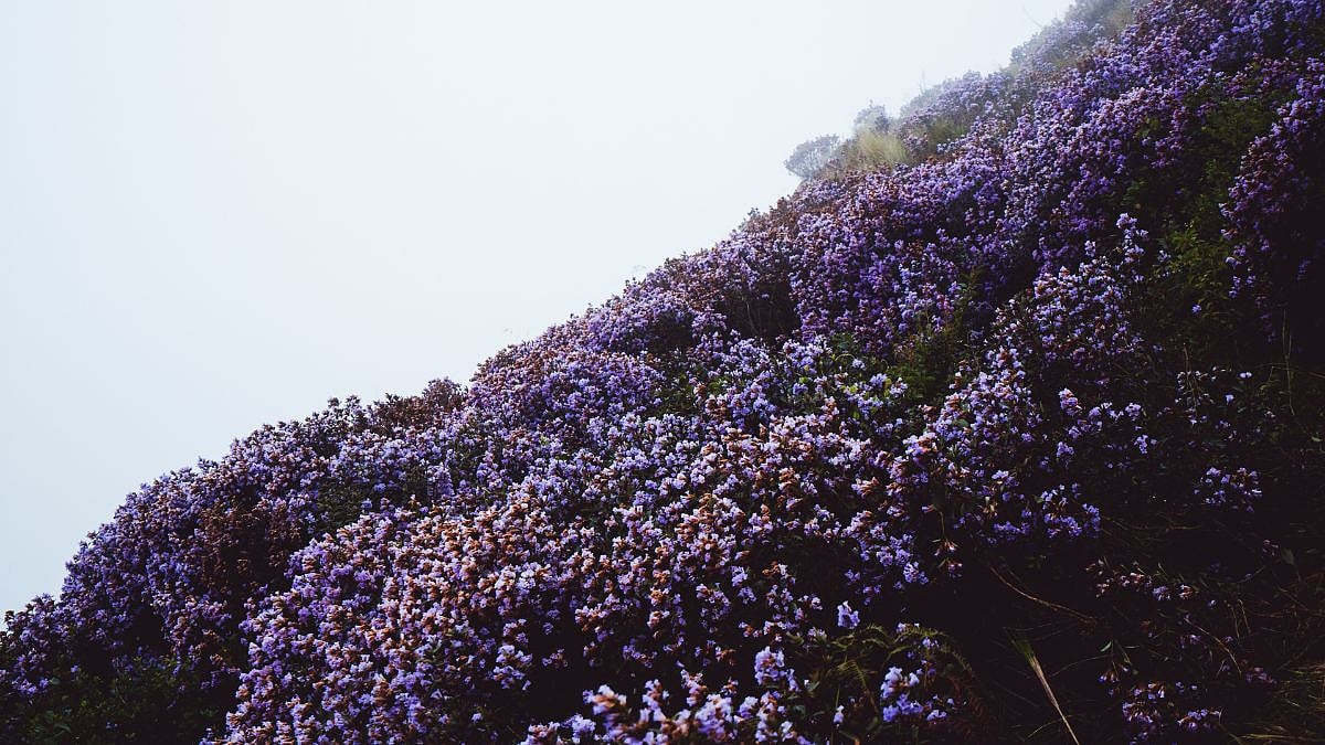 Munnar’s Meesapulimala Peak Opens To Tourists From October 26 As Neelakurinji Blooms; What You Need To Know 