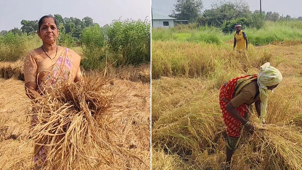 Bhiwandi Paddy Crops Under Stress Across 16,221 Hectares As Prolonged Rainfall Gaps Threaten Farmers
