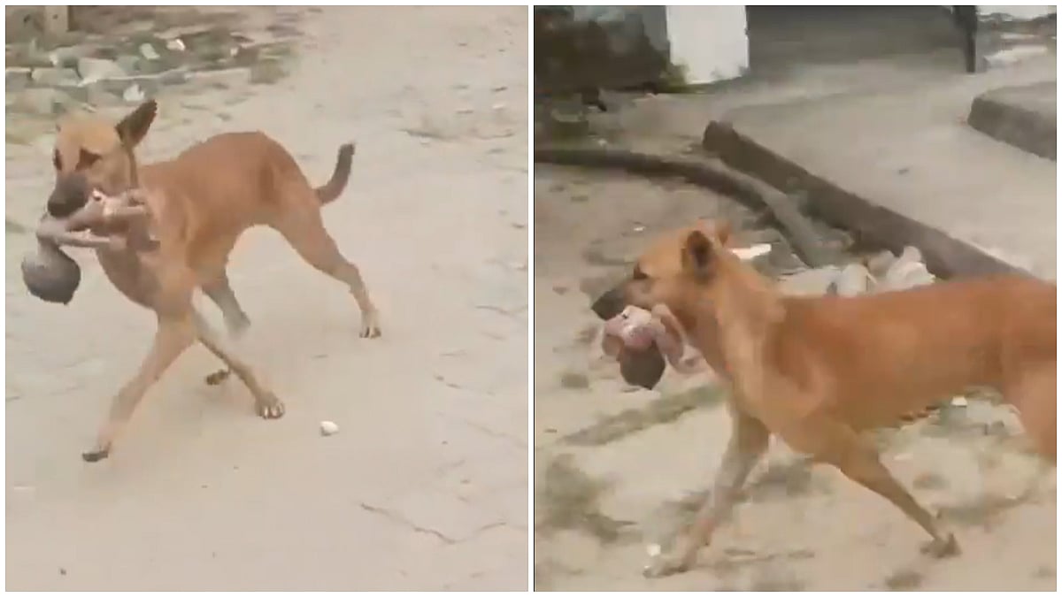 Jharkhand's Palamu Hospital Horror As Stray Dog Seen Carrying Newborn's Body, SIT Formed To Probe Incident