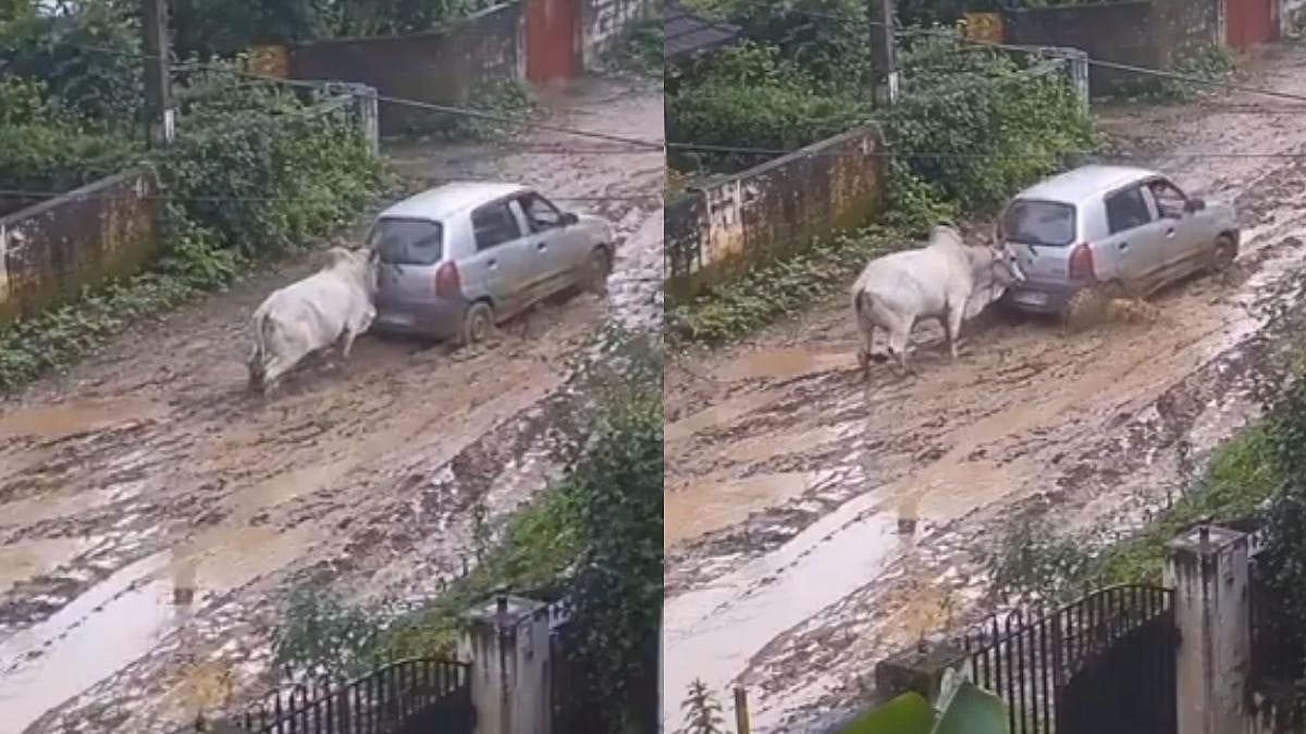 VIDEO: Bull Pushes Car Stuck In Mud, Unexpected Animal Encounter Leaves Internet Intrigued