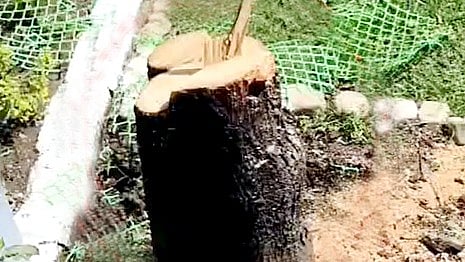 Bhopal VIP Zone Security Breach As Sandalwood Tree Stolen From IAS Officer's Bungalow Next To DGP's Residence; 2 Suspects On CCTV