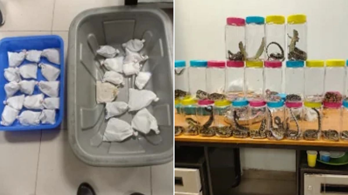 DRI Busts Wildlife Smuggling Racket At Trichy International Airport, Recovers 45 Live Reptiles; 2 Arrested