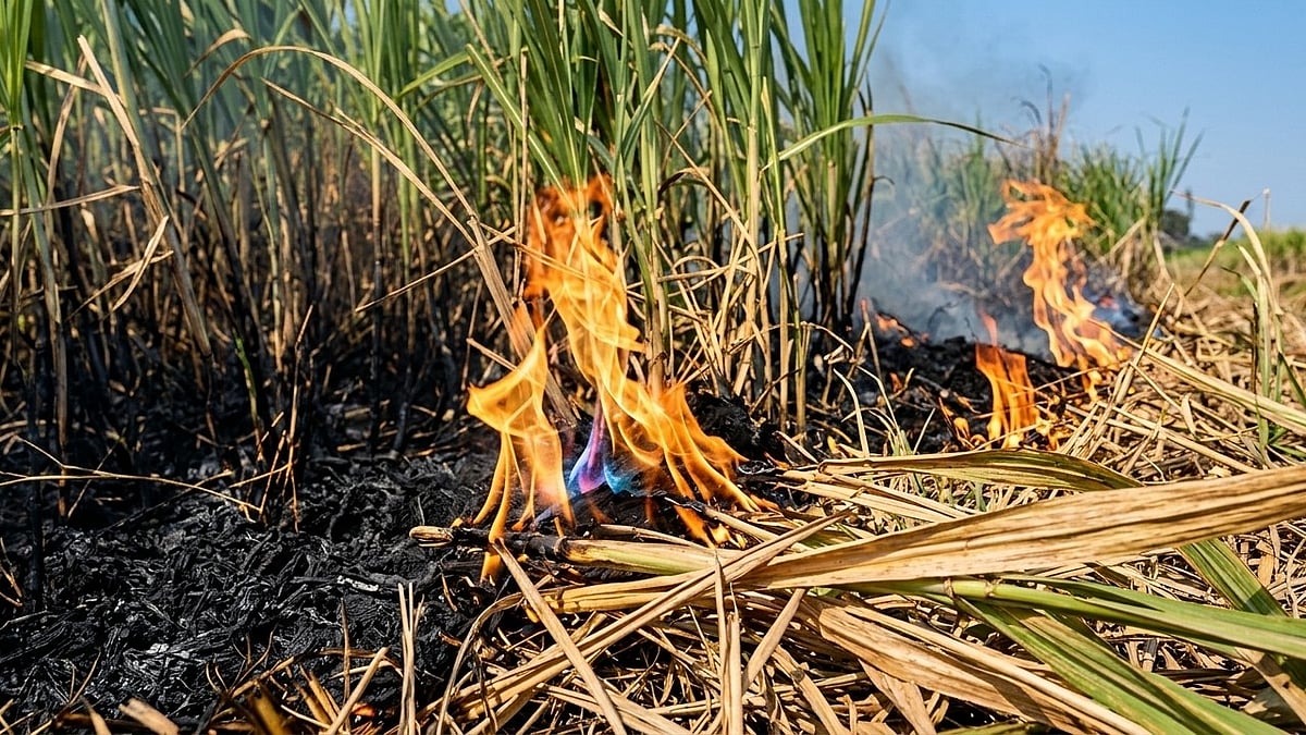 Sagging Power Lines Spark Fire, Destroy 4 Acres Of Sugarcane In Beed