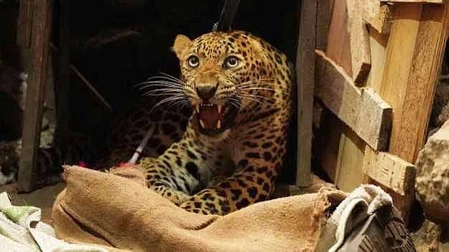 Indore Ailing Leopard Rescued From Choral Forest After Villagers Find Big Cat Motionless, Officials Report Repeated Loss Of Consciousness As Veterinary Monitoring Begins