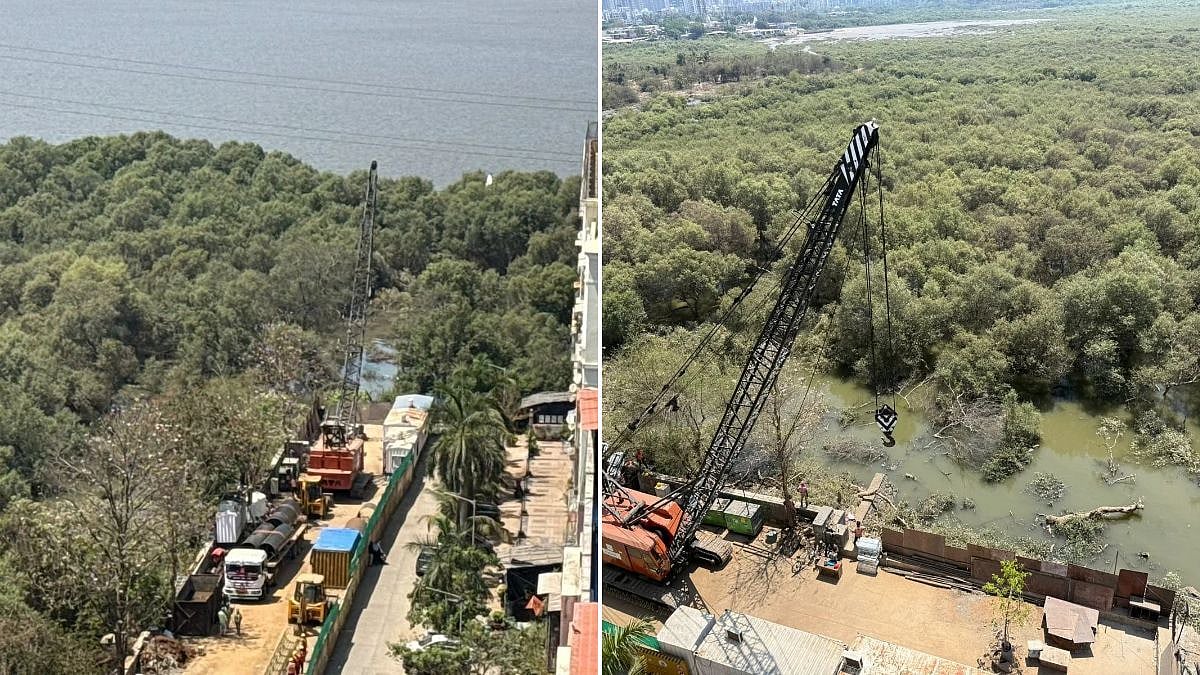 Mumbai Coastal Road North Project: 100 Trees In Charkop To Be Replanted Within Locality
