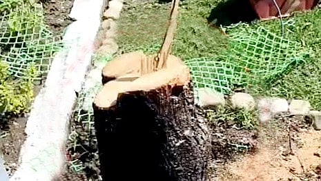 Bhopal Sandalwood Thieves Target High-Security VIP Zones For Profits Of Up To ₹25,000 Per Kg, Police Suspect Organised Smuggling Network Linked To Kannauj