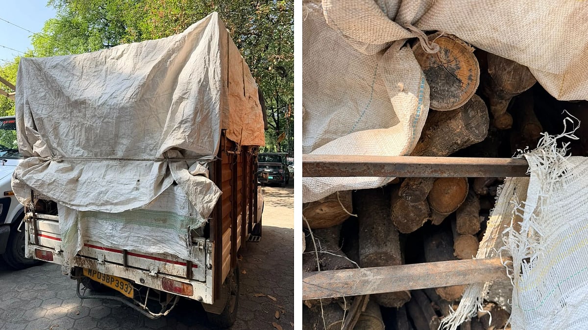 Indore Timber Syndicate: Firewood Truck Intercepted Near Phoenix Citadel Mall Raises Questions Over Forest Department Surveillance