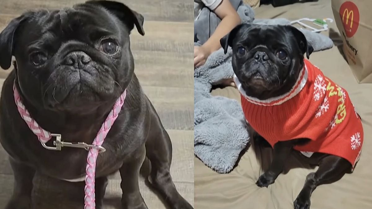 Shocking! Georgia Family Finds Euthanised Pug 'Cha Cha' Was Alive After Seeing Facebook Post, Dog Put Down Later