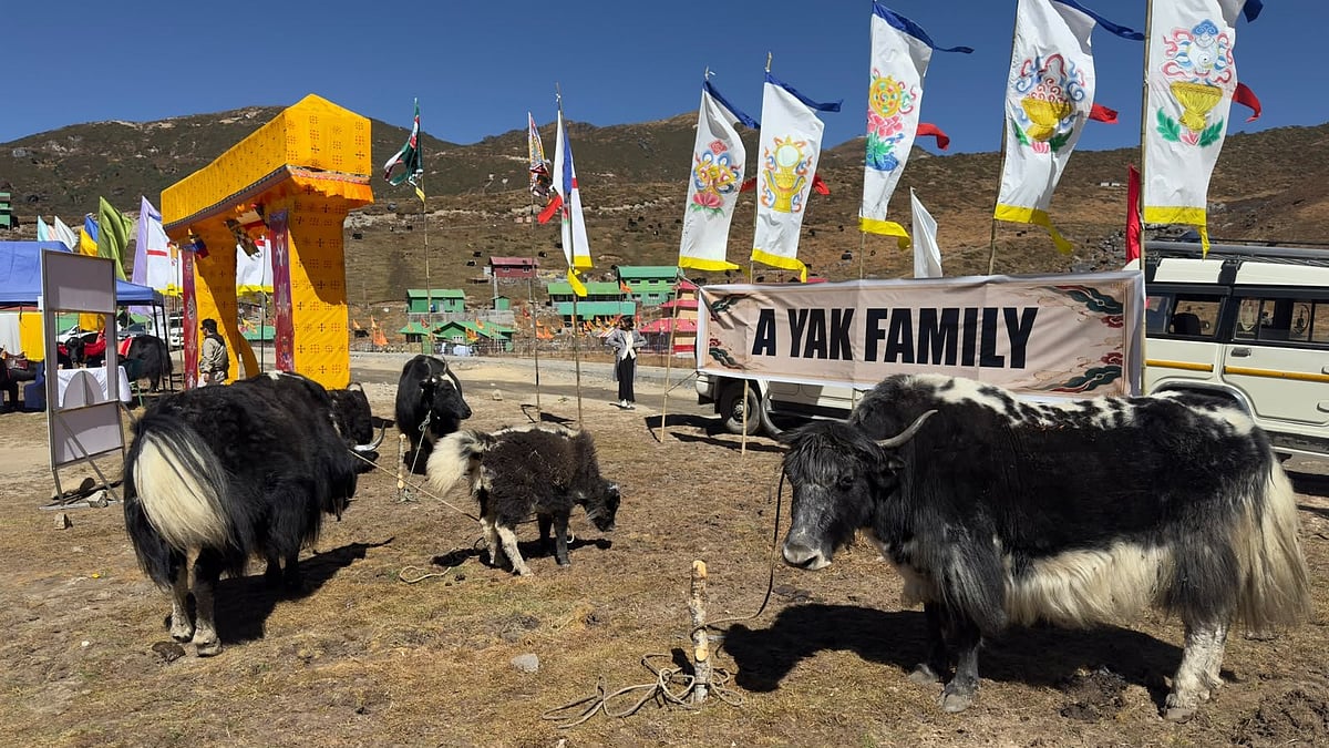 Sikkim Showcases Himalayan Heritage With First Yak Festival Near China Border; What You Need To Know About The Event 