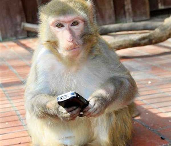 Scientists teach monkeys to do math