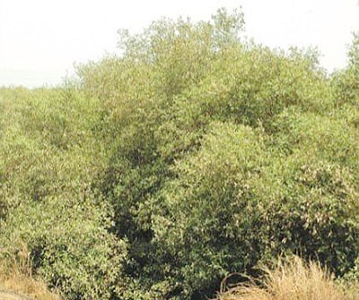 Taking the right steps to protect  mangroves
