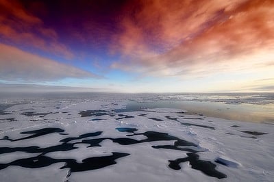 Arctic sea ice meltdown leaving marine mammals’ future uncertain