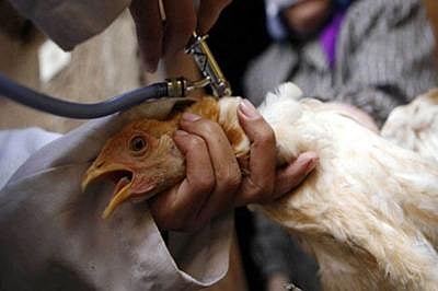 Vaccines developed against new avian influenza strains
