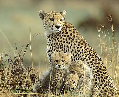 ‘Western Ghats potential stronghold for leopard cats’