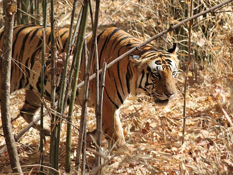 Bhopal: Proposal to set up sancturay in  Bhopal, Sehore forest areas sent to government