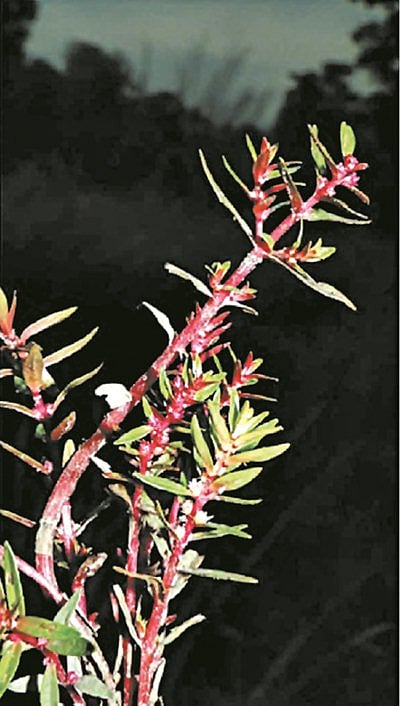 Rotala dhaneshiana