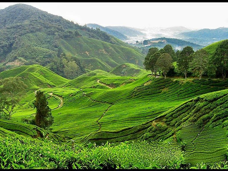 Nillai Tea Estate at Ukhrul<br />Picture credits: plus.google.com
