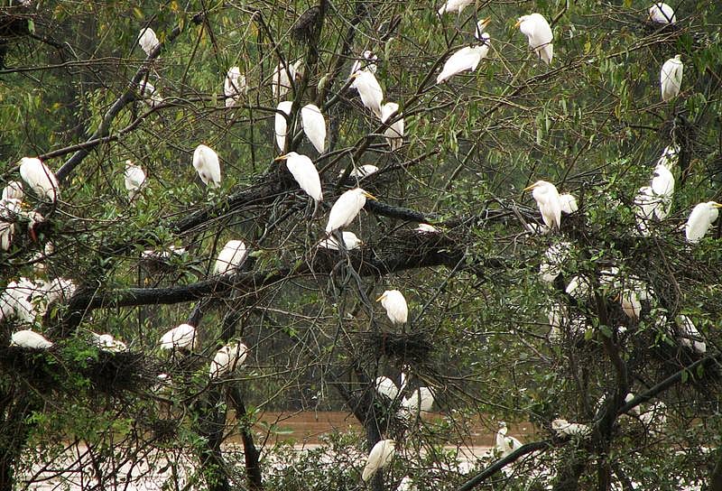 Madhya Pradesh: ‘Hawk eye’ vulture census on February 7, state confident of gaining status