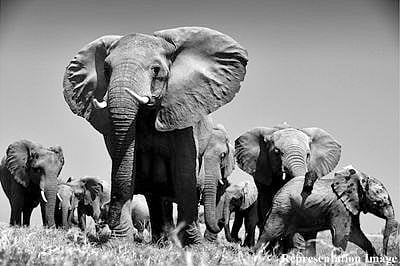 Chhattisgarh: Elephants trampled mentally unwell man in Balrampur