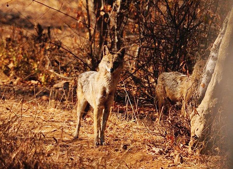Sitamata Wildlife Sanctuary<br />Picture credits: www.sitamatawildlifesanctuary.com