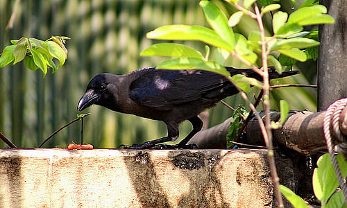 Crows too know how to make and use tools!