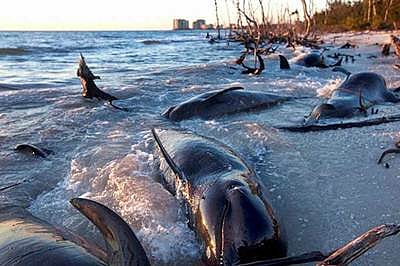 100 whales washed ashore near Bay of Bengal coast in Tamil Nadu
