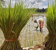 Agri-laundromat: Error or cover-up?