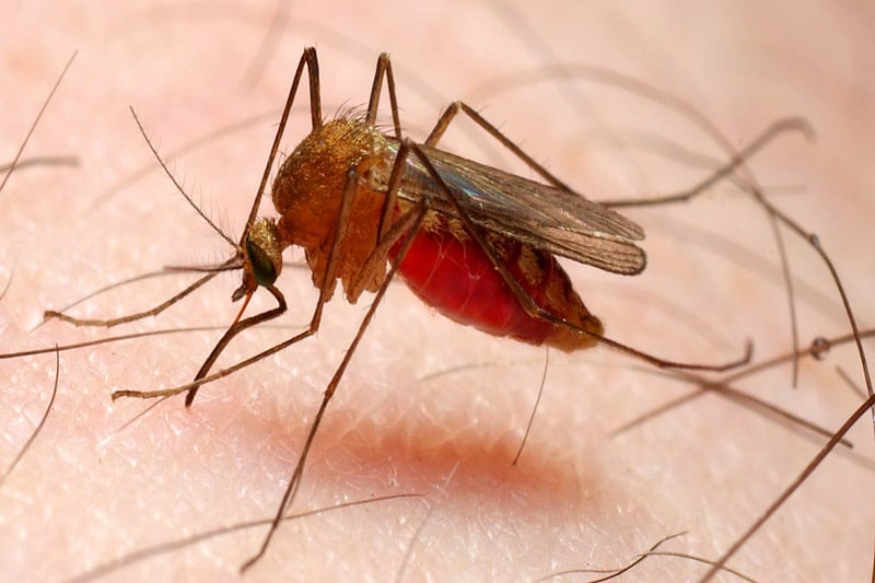 Low cost paper strips may detect malaria, cancers