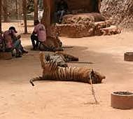 137 tigers relocated from Thai Temple
