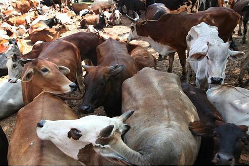 Modi government: Of cows, beef and vikas